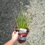 Okrasný cesnak (Allium) ´OSTARA´, kont. C2L